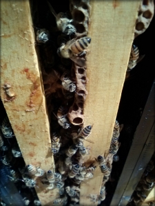 Swarm cell queen cup on the bottom of a frame